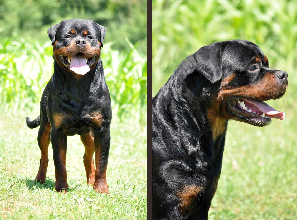 Rottweiler semen for sale