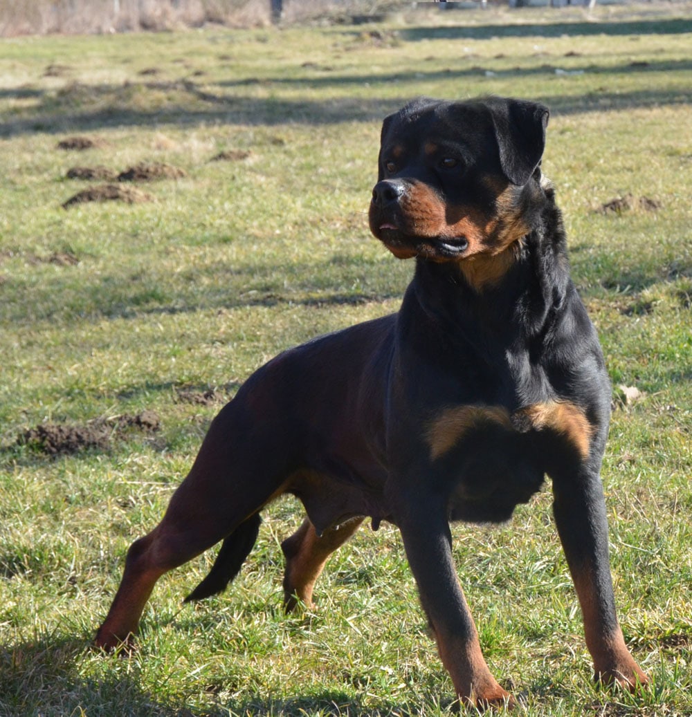A rottweiler Cala Flash Rouse