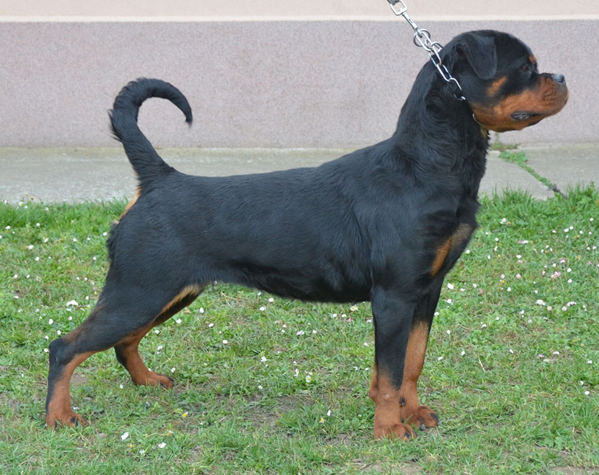 https://www.rottweilerpuppies.com/wp-content/uploads/2026/02/Dana-Side-Shot.jpg