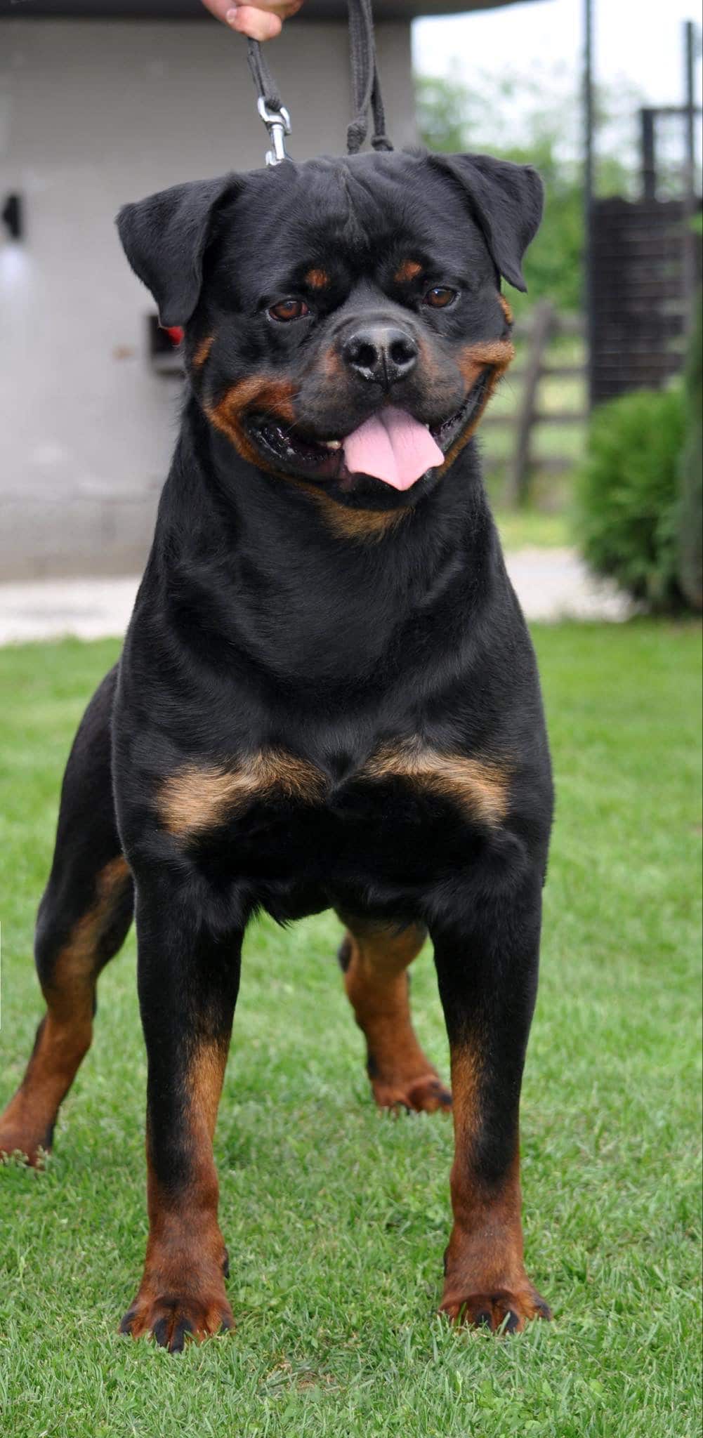 https://www.rottweilerpuppies.com/wp-content/uploads/2026/02/helga-front-2.jpg