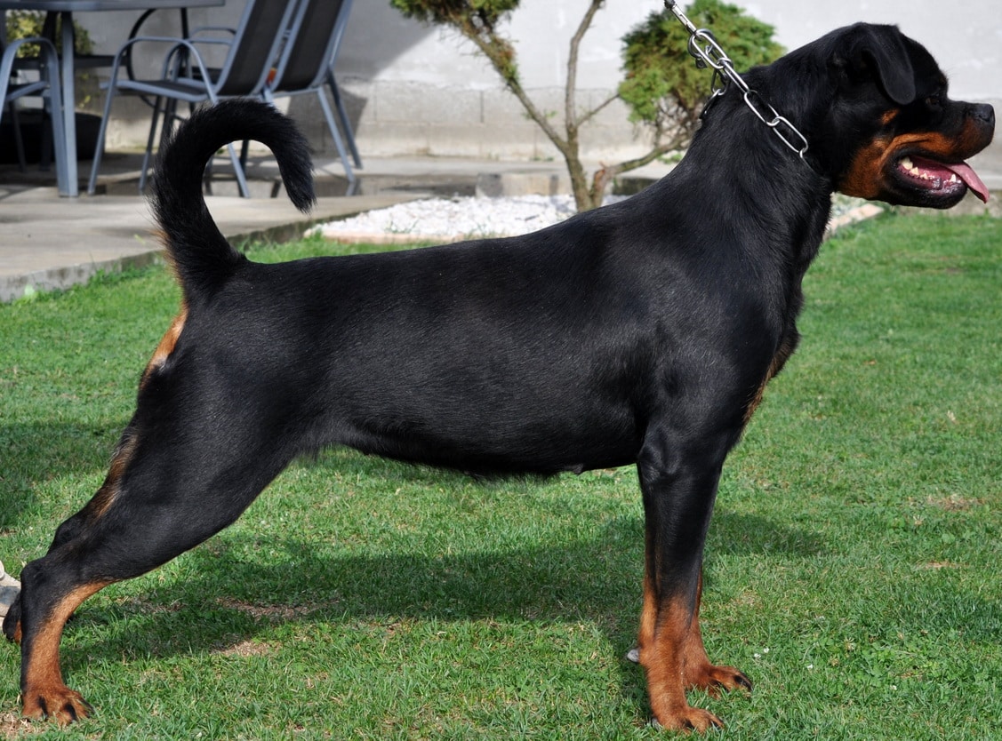 https://www.rottweilerpuppies.com/wp-content/uploads/2026/02/helga_side_web.jpg