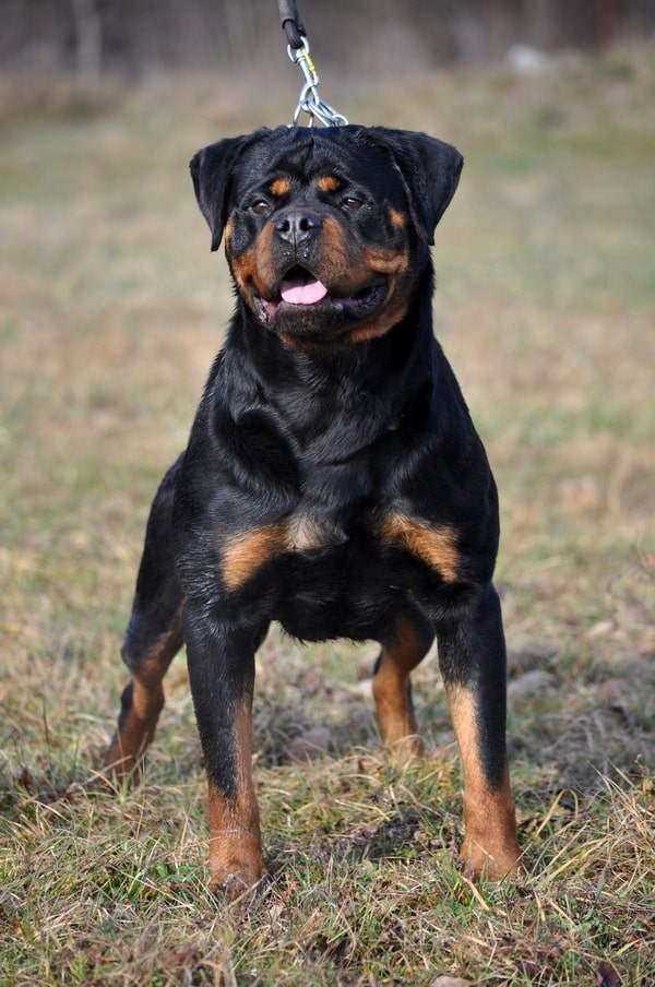 https://www.rottweilerpuppies.com/wp-content/uploads/2026/06/328484884_636187298275030_7657477620957982584_n.jpg