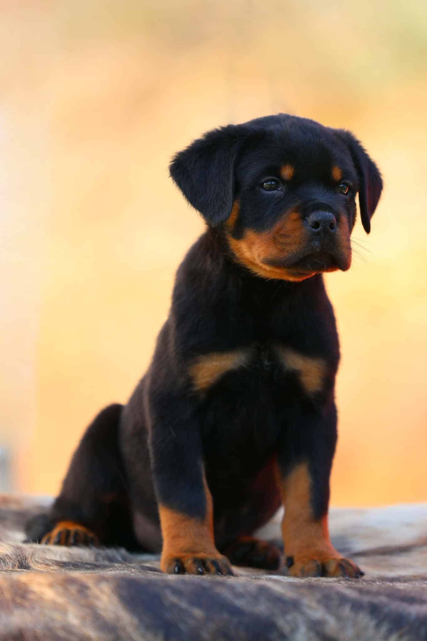https://www.rottweilerpuppies.com/wp-content/uploads/2026/06/Sultan-Von-Der-Musikstadt.jpg