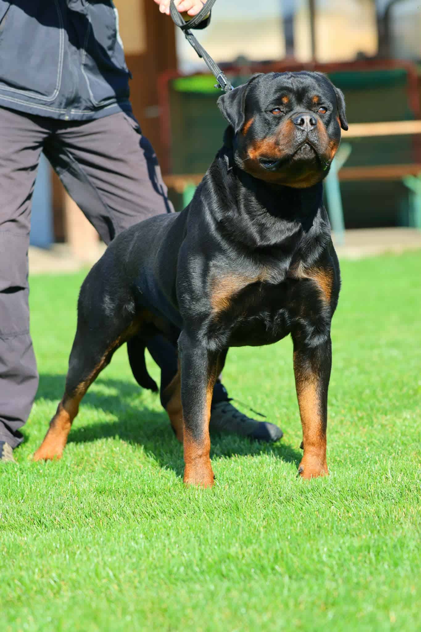 https://www.rottweilerpuppies.com/wp-content/uploads/2026/06/ZvSHlOzB.jpg