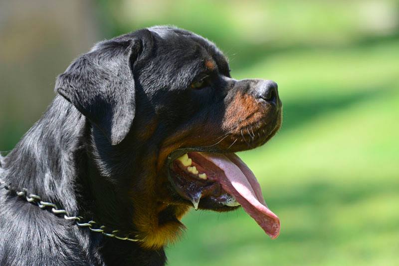 https://www.rottweilerpuppies.com/wp-content/uploads/2026/06/rambo1a1.jpg