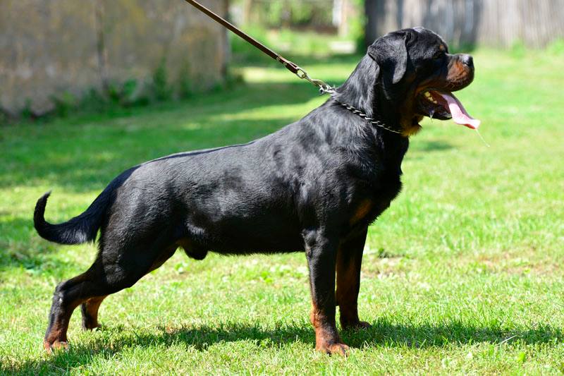 https://www.rottweilerpuppies.com/wp-content/uploads/2026/06/rambo3.jpg