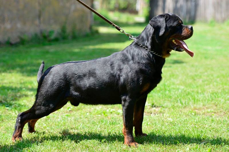 https://www.rottweilerpuppies.com/wp-content/uploads/2026/06/rambo4.jpg