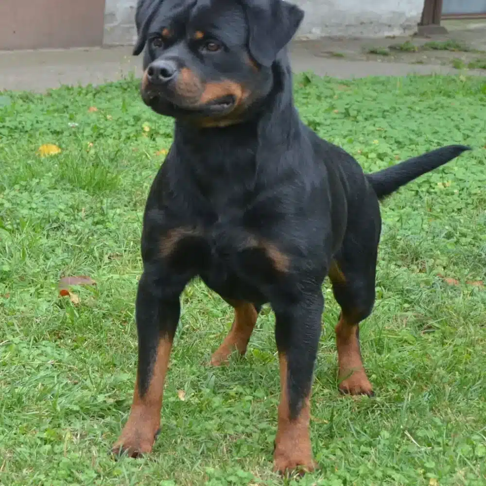 Whitney Rottweiler Near you