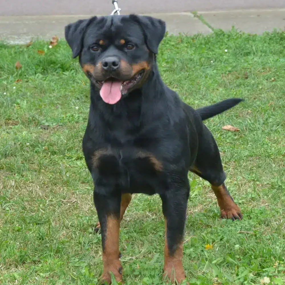 Whitney Vom Deniel Topp Rottweiler