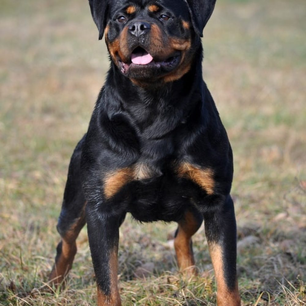 Valkira Rottweiler
