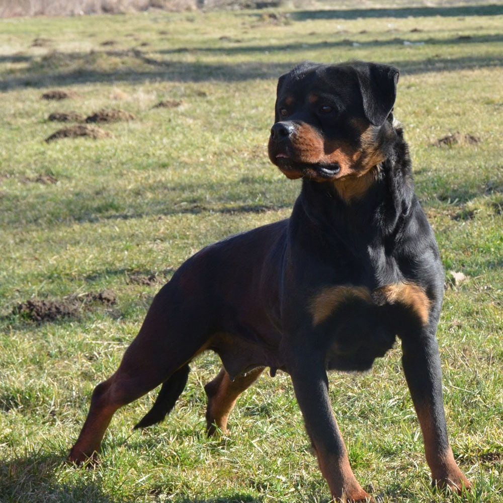 A rottweiler Cala Flash Rouse