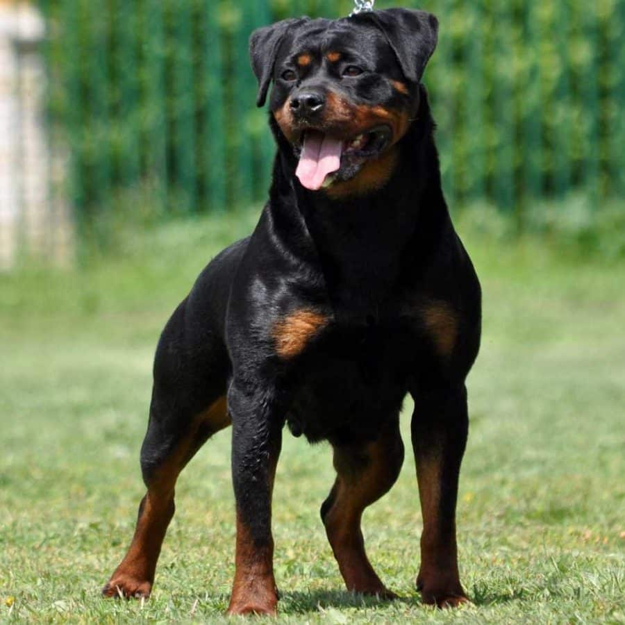 Dea-Dordoni-Front-1