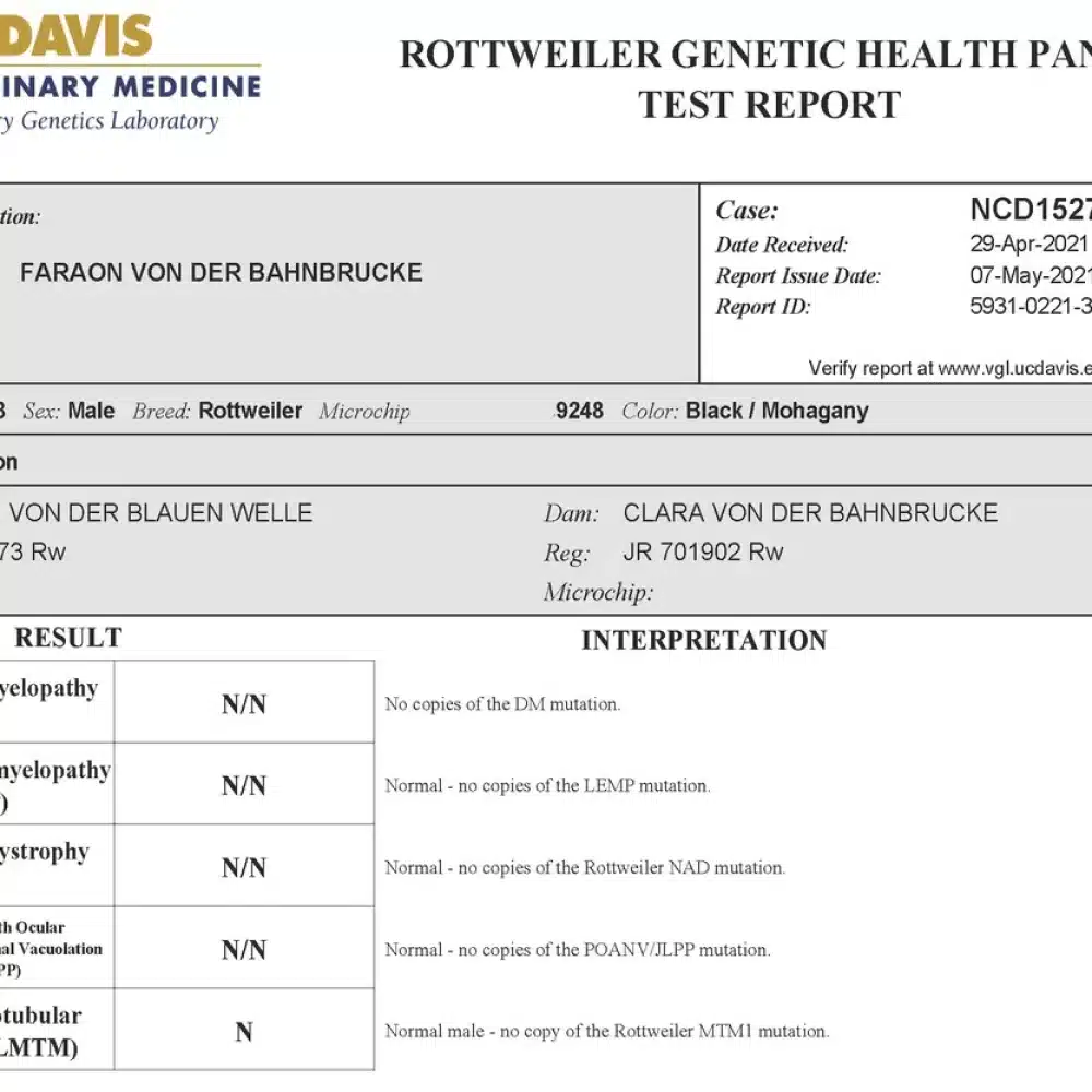 Faraon Von Der Bahnbrucke Rottweiler health testing