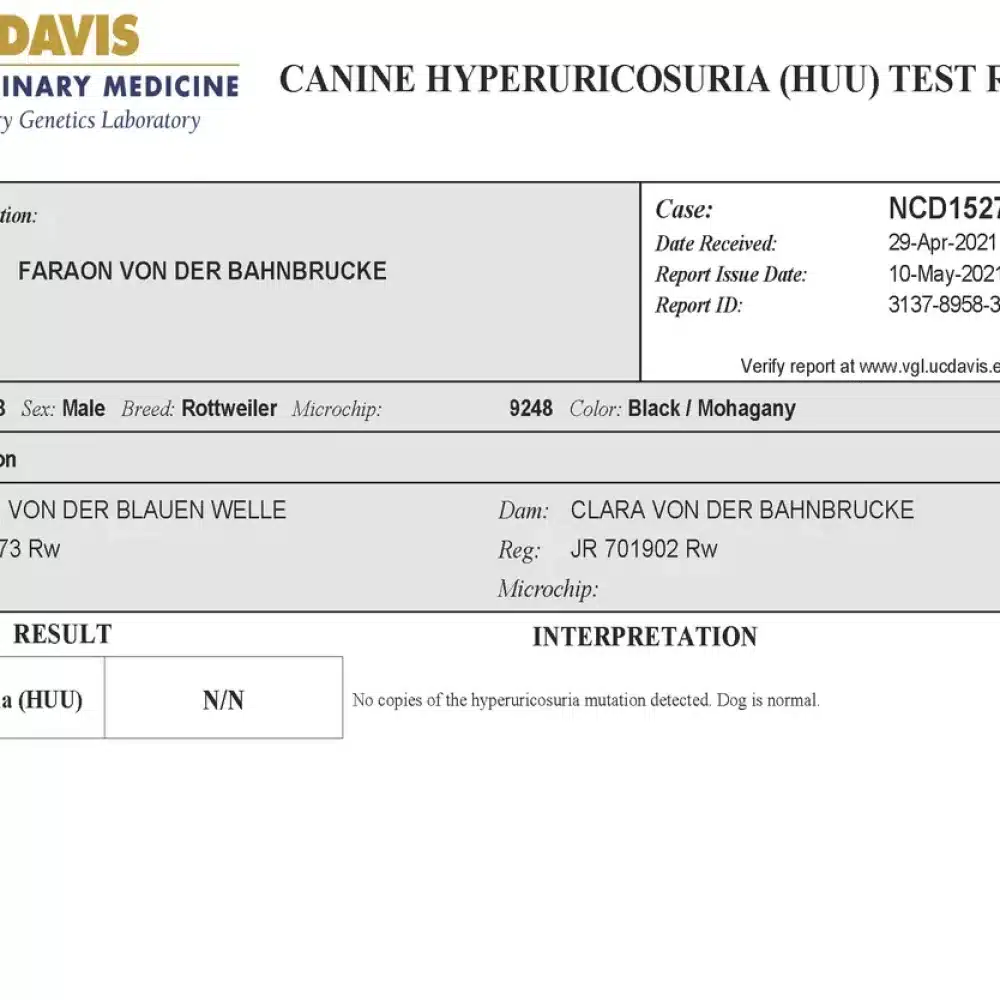 Faraon Von Der Bahnbrucke Hyperuricosuria-Test