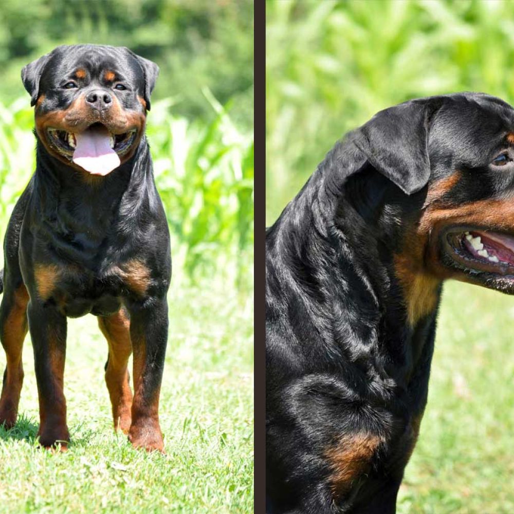 Rottweiler semen for sale