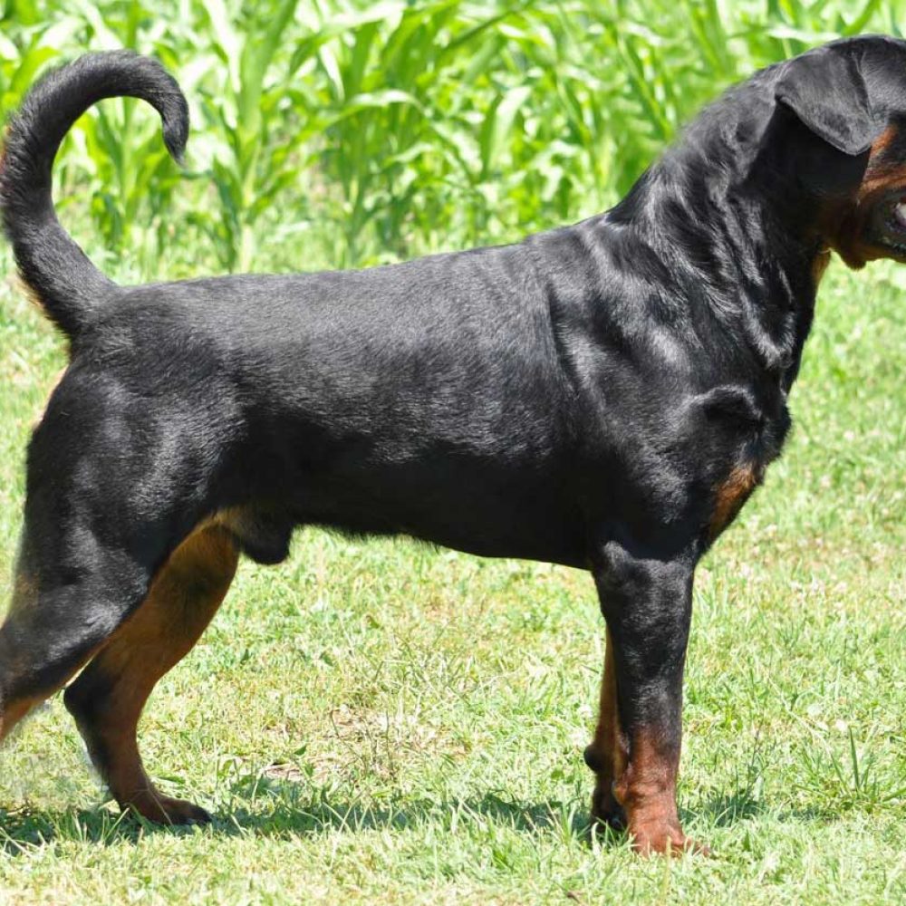 Faraon Von Der Bahnbrucke Rottweiler Stud