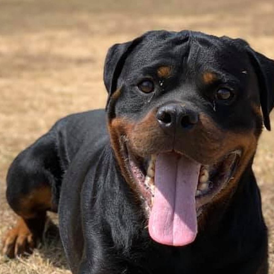 IRON_Rottweiler_Stud_Service