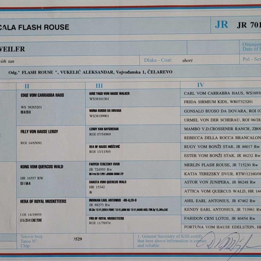 Cala Flash Rouse pedigree