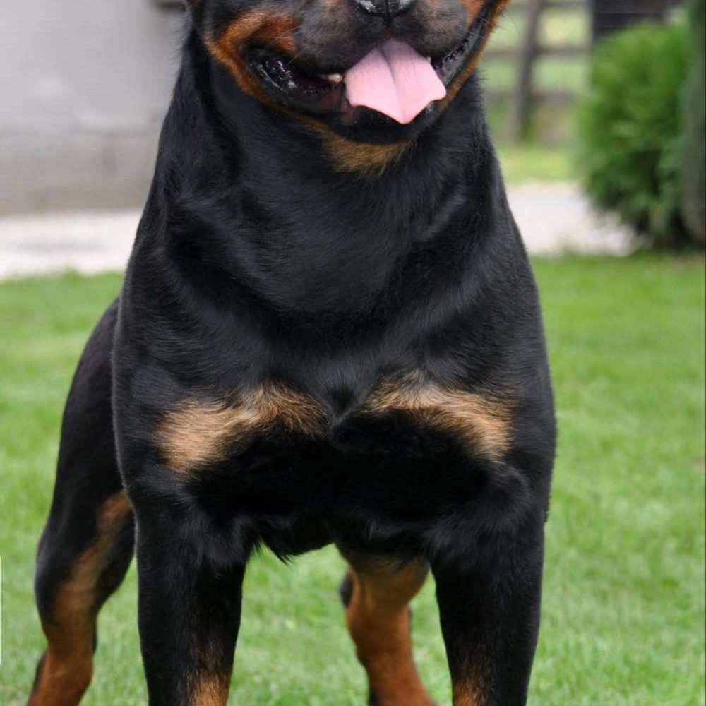 Rottweiler Helga Huge Chest