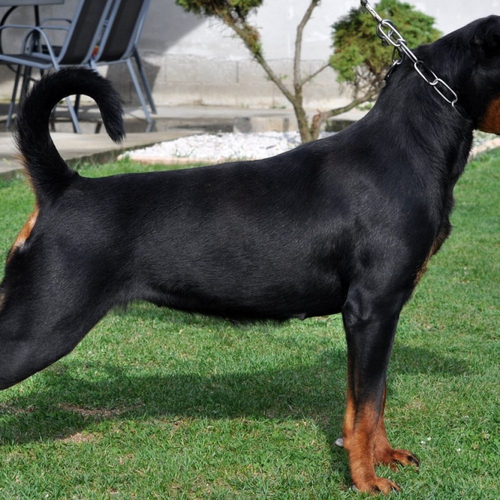 Helga Rottweiler Side Stacking