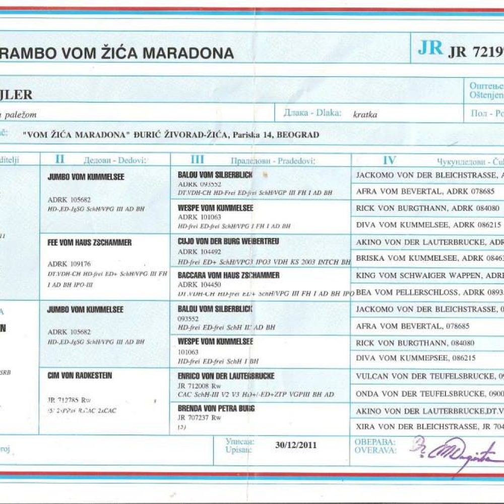 Rambo Vom Zica Maradona